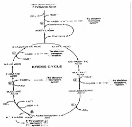 Gambar 3. Siklus Krebs (Fos & Keteyian, 1998:30) 