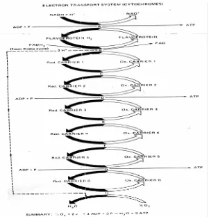 Gambar 4. Sistem Transport Elektron (Lamb, 1984:49) 