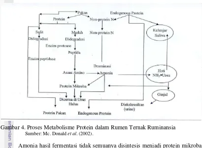 Gambar 4. Proses Metabolisme Protein dalam Rumen Ternak Ruminansia  