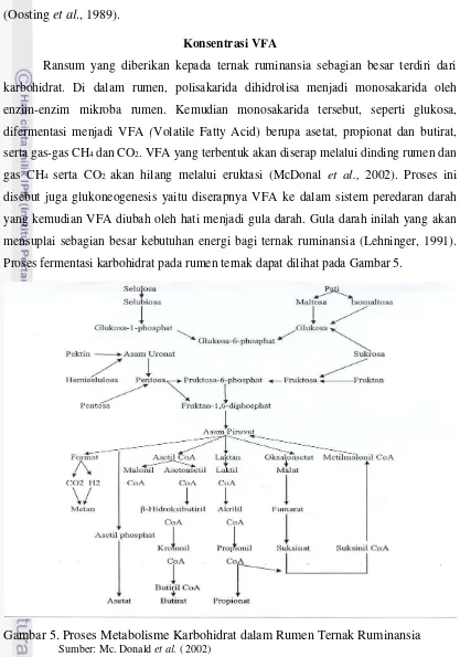 Gambar 5. Proses Metabolisme Karbohidrat dalam Rumen Ternak Ruminansia 