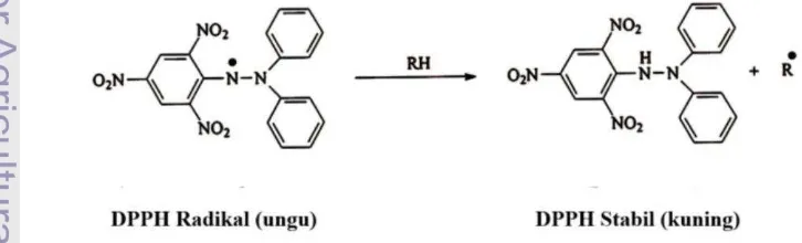 Gambar 4  Struktur DPPH dan reaksinya dengan antioksidan (Yuhernita & Juniarti 2011). 