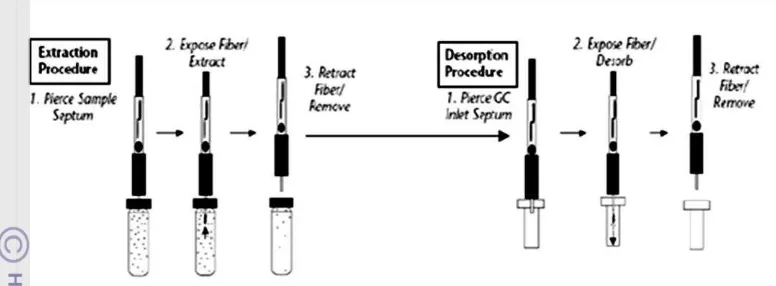 Gambar 6  Mekanisme ekstraksi dan desorbsi menggunakan SPME (Vas &  Ve´key 2004). 