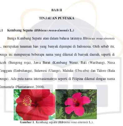 Gambar 1. Kembang sepatu (Hibiscus rosa-sinensis L.). 