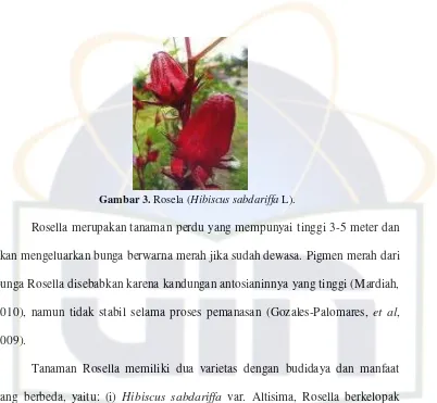 Gambar 3. Rosela (Hibiscus sabdariffa L). 