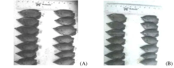 Gambar 4. Ukuran benih ikan gurame pada akhir pemeliharaan selama 7 minggu