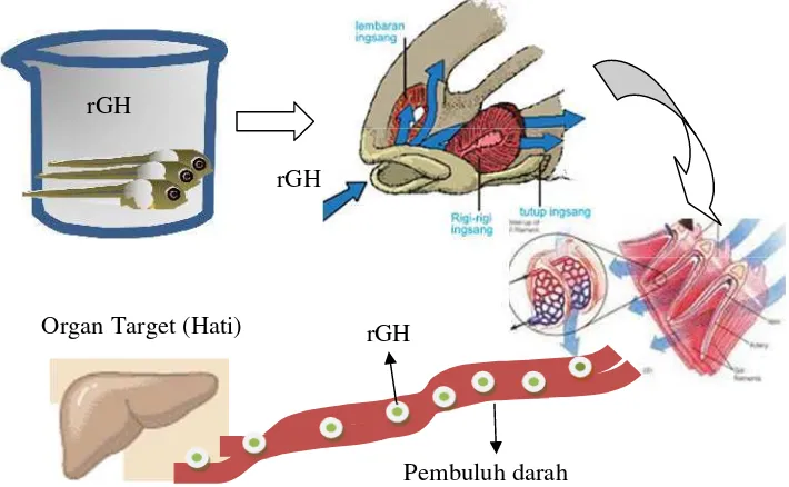 Gambar 5. Mekanisme masuknya rGH pada ikan dengan metode perendaman.