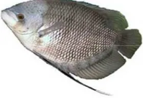 Gambar 1. Ikan gurame (Osphronemus goramy)