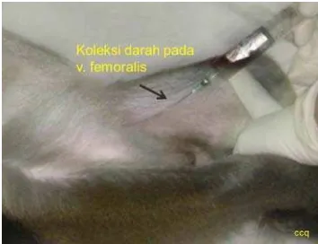 Gambar 3  Pengambilan darah melalui vena femoralis monyet ekor panjang. Sumber : Chusnul Choliq (koleksi pribadi)