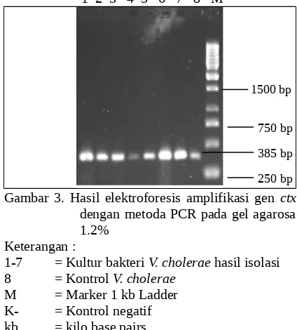 Gambar 1. Pertumbuhan bakteri V. cholerae padamedia TCBS Agar  