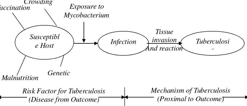 Gambar 2.3 Causes of Tuberculosis 