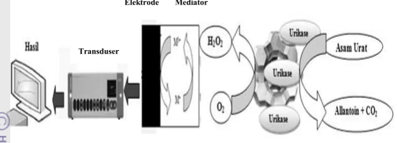 Gambar 1 Mekanisme kerja biosensor asam urat (Martin 2011)Gambar 1 Mekanisme kerja biosensor asam urat (Martin 2011)Gambar 1 Mekanisme kerja biosensor asam urat (Martin 2011)