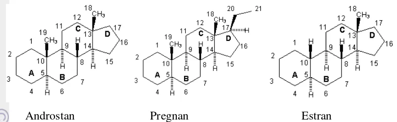 Gambar 3  Kelompok hormon steroid berdasarkan atom karbonnya (Guyton 1994) 