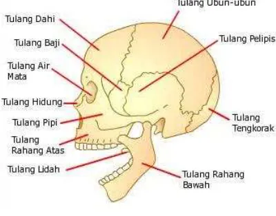 Gambar. Tulang Tengkorak