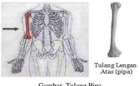 Gambar. Tulang Pi Pipa