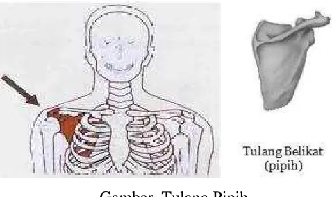 Gambar. Tulang Pipih