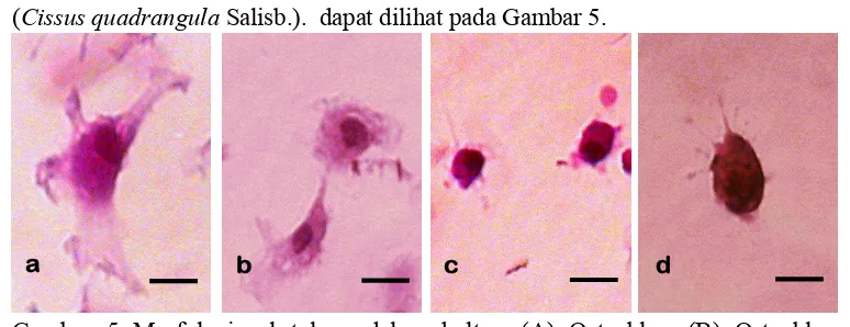 Gambar 5 Morfologi sel tulang dalam kultur. (A) Osteoblas, (B) Osteoblas 