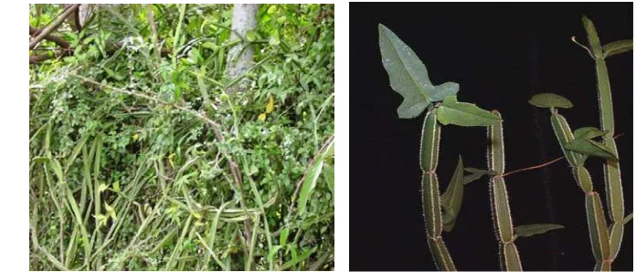 Gambar 2 Morfologi tanaman sipatah-patah (Cissus quadrangula Salisb.) dari Aceh (Sabri 2011)