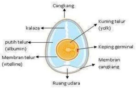 Tabel 2 Komposisi telur segar (Mine 2008) 