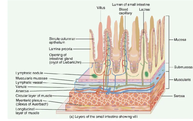 Gambar 2  Histologi usus halus yang menunjukkan vili dan lapisan mukosa 