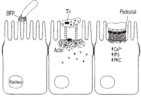Gambar 3 Infeksi EPEC pada sel epitel  (Lu dan Walker 2001). 