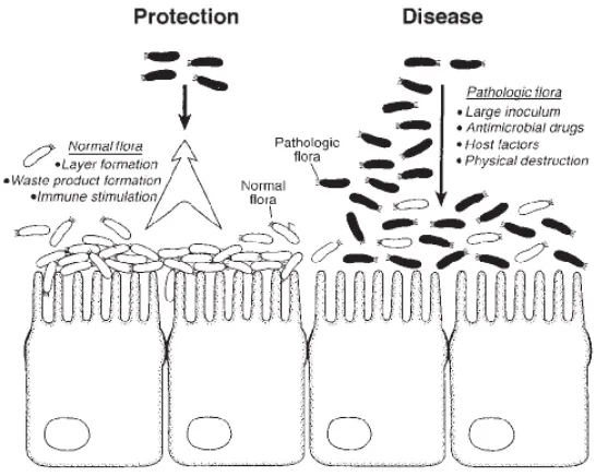 Gambar 4  Mekanisme probiotik berkompetisi dengan bakteri patogen (Lu dan   Walker 2001)