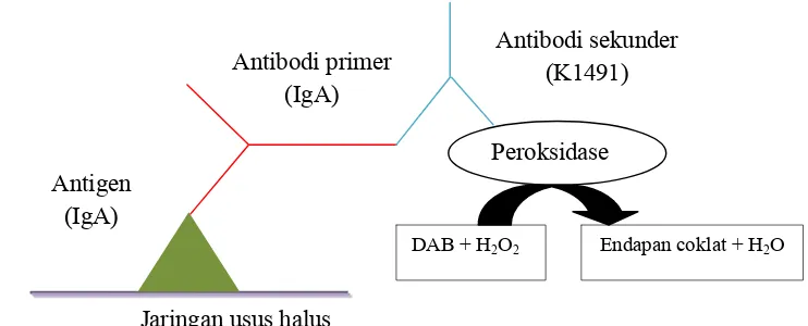 Gambar 5  Prinsip teknik pewarnaan imunohistokimia (Wresdiyati et al. 2006). 