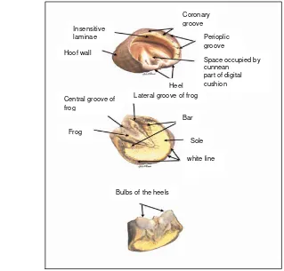 Gambar 1 Anatomi kuku kuda (Sumber: Floyd & Mansmann 2007).  