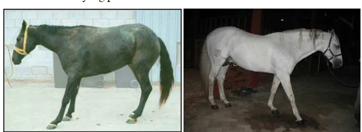 Gambar 4 Posisi berdiri kuda penderita laminitis A. Laminitis pada kedua kaki depan (Sumber: Pollitt 2008), B