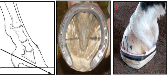 Gambar 7 A. Pemotongan kuku (Sumber: Foor 2007), B. Pemasangan Four point shoe, C. Natural Balance Shoe (Sumber: Pollitt 2008)