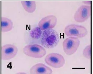 Gambar 8. Neutrofil dan Heterofil  pada darah ikan 