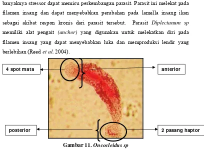 Gambar 11. Oncocleidus sp  