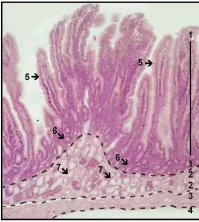 Gambar 8 Histologi duodenum dengan pewarnaan HE. Keterangan (1) tunika mukosa,  (2) tunika submukosa, (3) tunika muskularis, (4) tunika serosa, (5) vili, (6) kripta pada mukosa, (7) kelenjar Brunner pada submukosa (sumber: Gunin  2000)