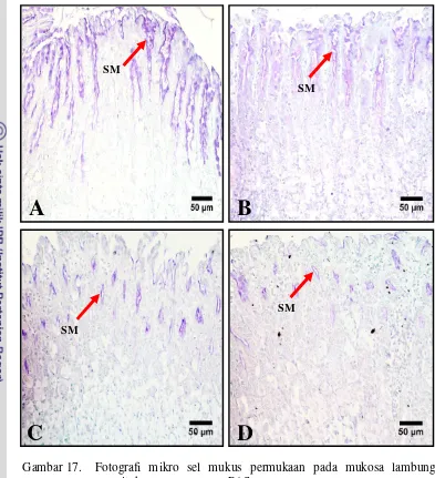 Gambar 17. Fotografi mikro sel mukus permukaan pada mukosa lambung 
