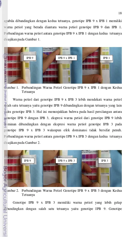 Gambar 1. Perbandingan Warna Petiol Genotipe IPB 9 x IPB 1 dengan Kedua 