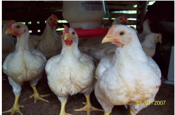 Gambar 6 Ayam broiler (Pramudyati dan Effendy 2009). 