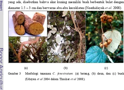 Gambar 3 Morfologi tanaman C. fenestratum: (a) batang, (b) daun, dan (c) buah 