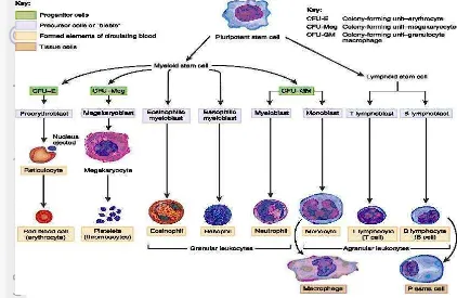 Gambar 6  Skema  proses hemopoiesis (sumber: Morrel 2011). 