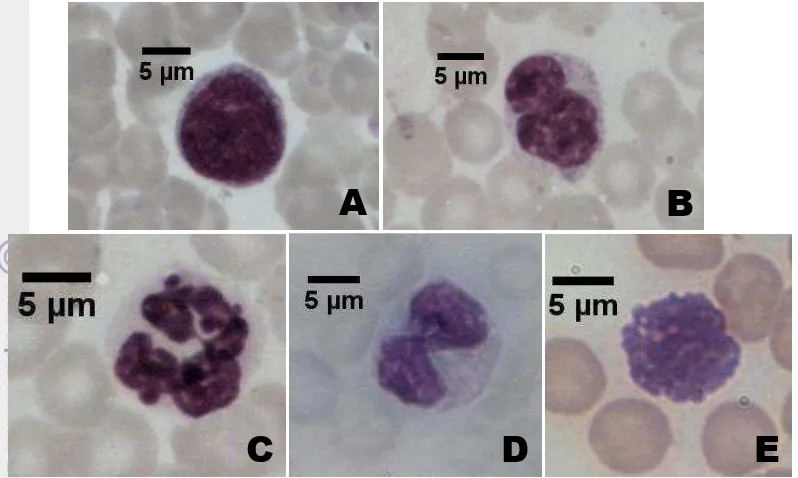 Gambar 16 Fotomikrografi leukosit agranulosit (A) limfosit, (B) monosit, dan leukosit 