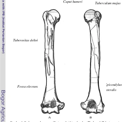 Gambar 4 Os humerus kanan gorilla tampak (A) volar dan (B) dorsal (Palastanga et al. 