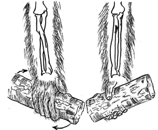Gambar 5  Os radius dan os ulna saat (A) pronasio dan (B) supinasio (Simons 2007) 
