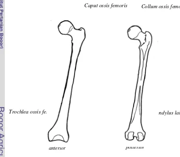 Gambar 9 Os femur tampak dari anterior dan posterior (Palastanga et al. 2002) 