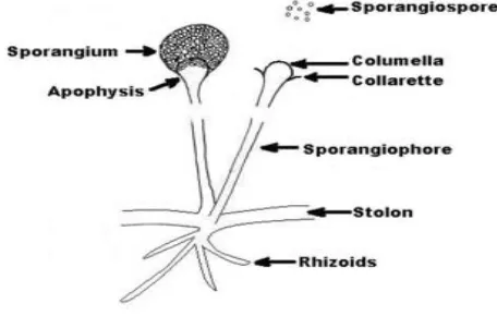 Gambar 3. Morfologi Rhizopus oryzae 