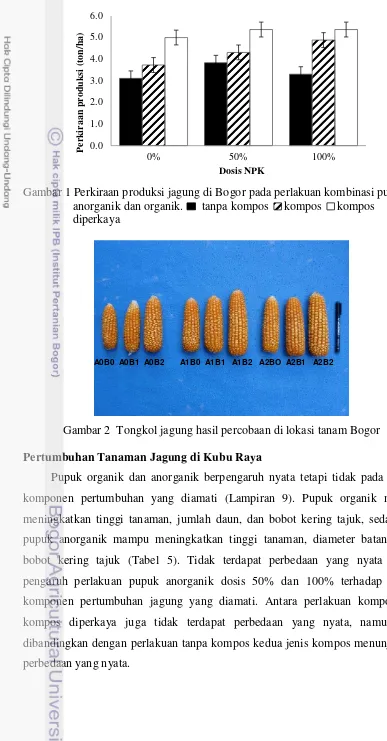 Gambar 2  Tongkol jagung hasil percobaan di lokasi tanam Bogor 