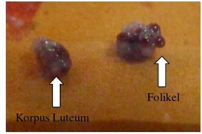 Gambar 8 Folikel dan korpus luteum 