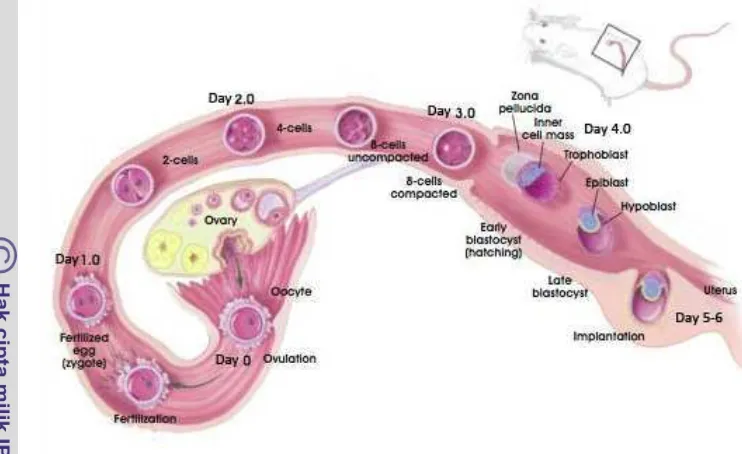 Gambar 9 Alur ovulasi sampai terjadinya implantasi 