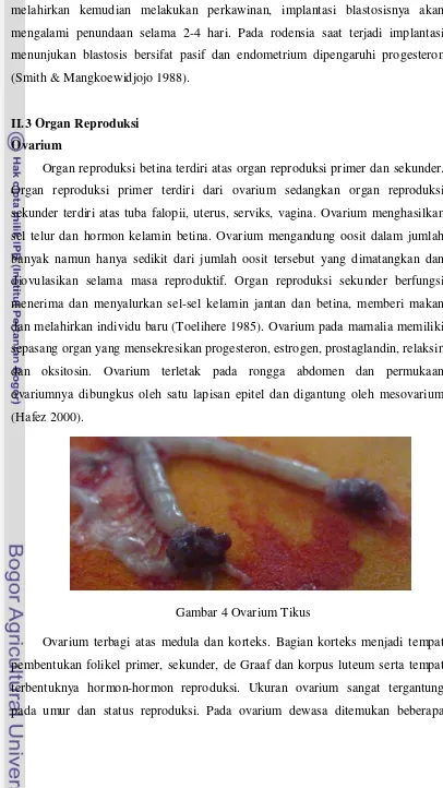 Gambar 4 Ovarium Tikus 