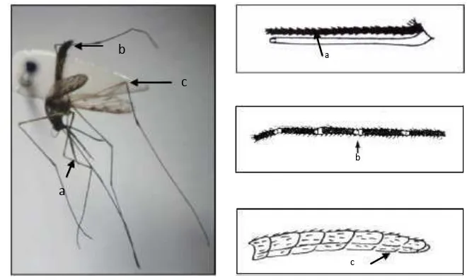 Gambar 5 An. barbirostris (a) palpi, (b) ujung abdomen, (c) sayap 