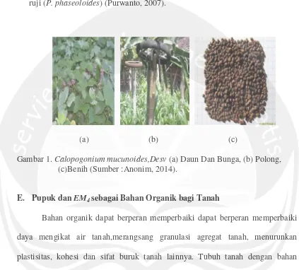 Gambar 1. Calopogonium mucunoides,Desv (a) Daun Dan Bunga, (b) Polong,