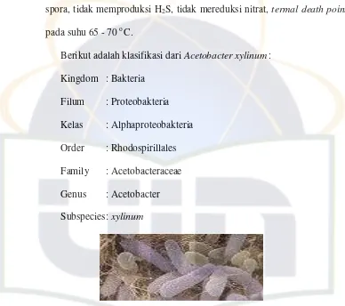 Gambar 6. Acetobacter xylinum 