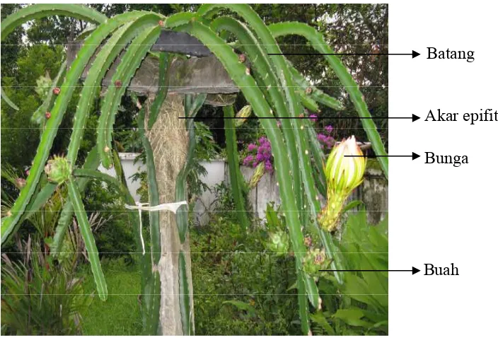 Gambar 1. Batang  buah naga Sumber : (Data primer, 2009)  